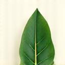 ミニマリストなデザイン、葉のアイコン。